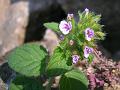 Trailing Calamint